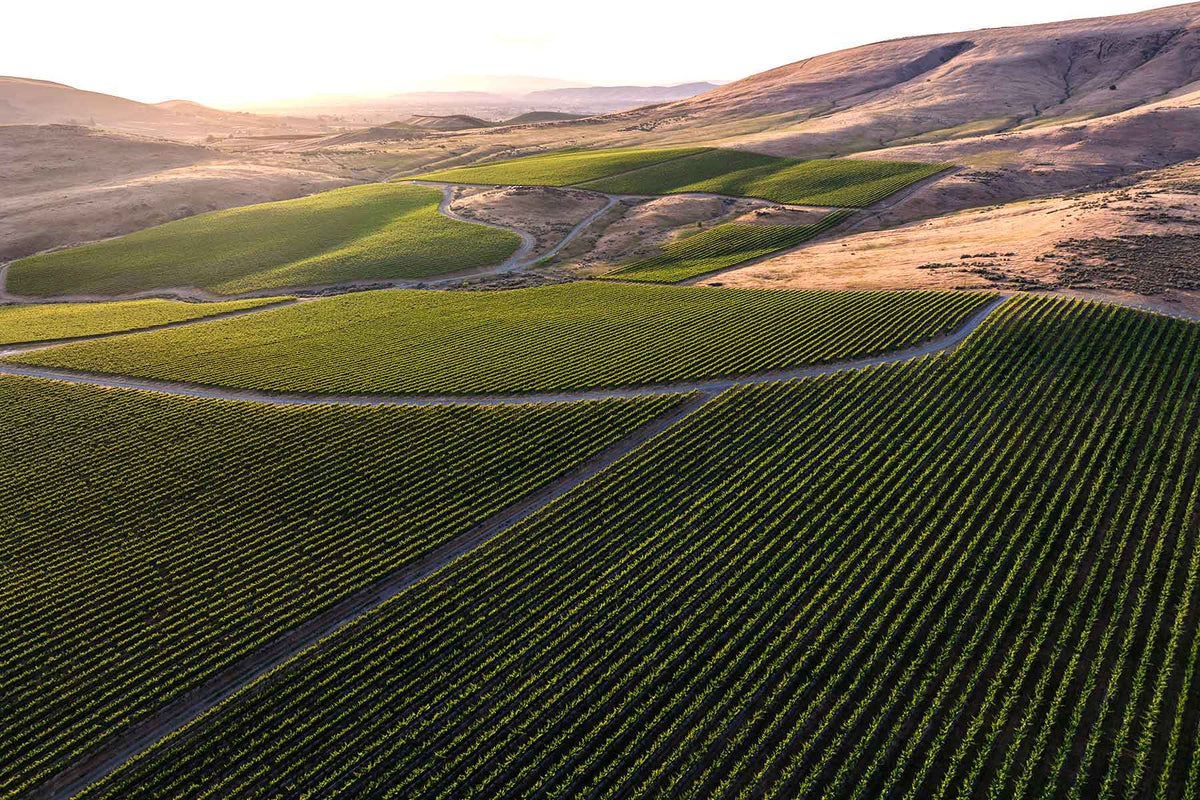 Aerial view of vineyard rows on the hills at Elephant Mountain Vineyard at sunset